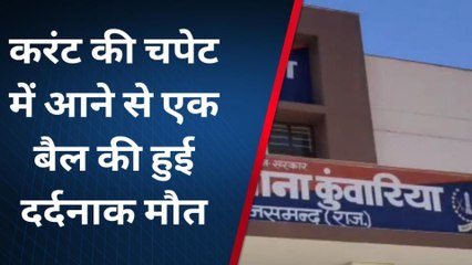 राजसमंद: बिजली विभाग की लापरवाही, बैल की हुई दर्दनाक मौत