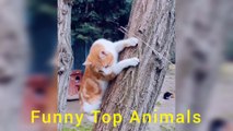Cats playing with kittens compilation | cat playing | Funny Pets | kitten playing |Funny Top Animals