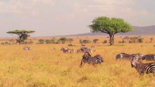 Wildlife Animals _ Safari Moments _ Forest _ Free HD Videos