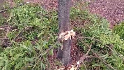 मैनपाट में नर्सरी की हो रही अंधाधुंध कटाई