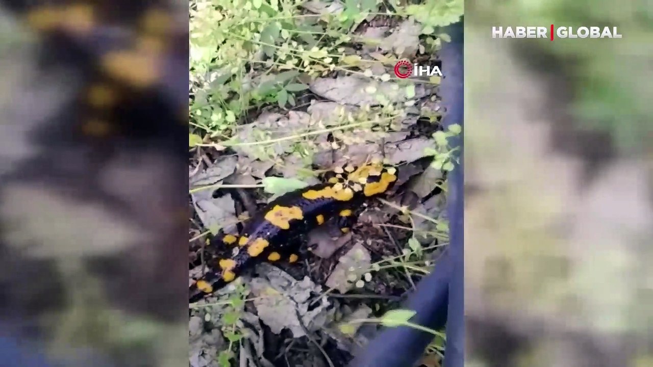 Kız çocuğu bahçesinde oynarken bir anda, Anadolu Semenderi ile karşılaşınca cep telefonuna sarıldı!