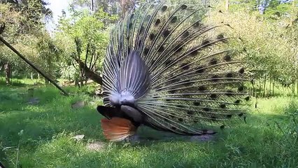 Dancing Peacock..