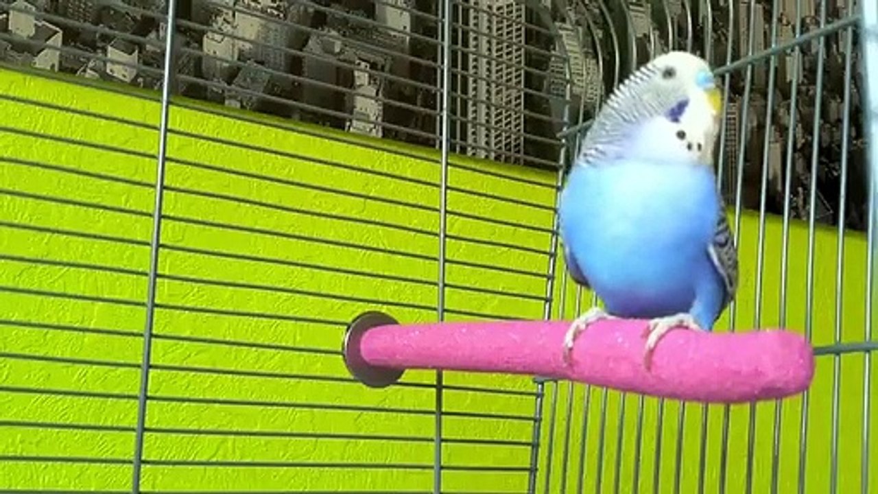 Singing BudgiE..