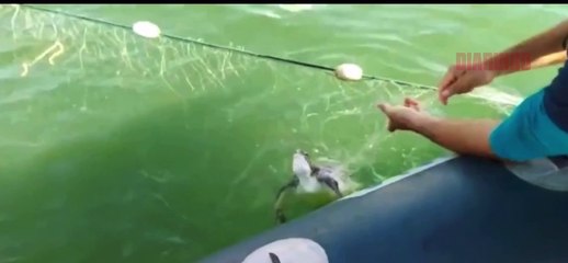 Tartaruga-verde fica presa em rede ilegal de pesca