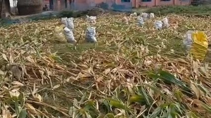 किशनगंज: मक्के की सरकारी खरीद नहीं होने से किसान परेशान, औने पौने दाम पर बेच रहे है फसल