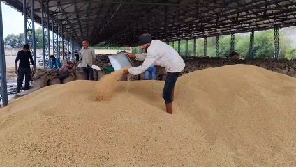 उठाव नहीं होने से मंड़ी में इकटठा हुआ गेहूं