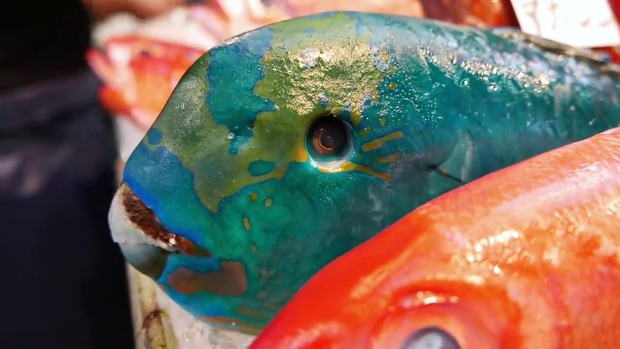 GIANT HUMPHEAD PARROTFISH Sashimi Okinawa Japanese
