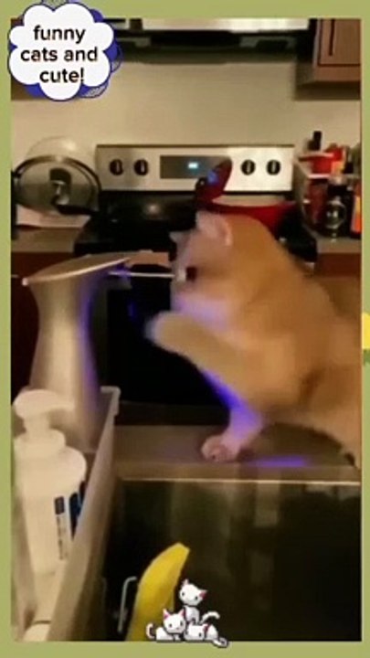 #shorts#_funny_cats_and_cute!!!#funny_cats,funny,cats,cute_cats,funny_cat_videos,funny_cat#
