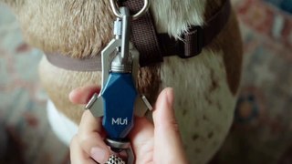 Magnetic Rope for dogs easy