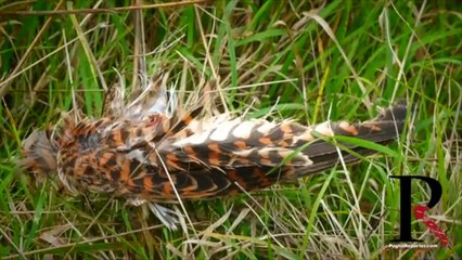 Grottelline da scoprire tra biodiversità e archeologia, dal neolitico ai templari