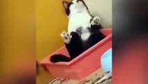 Ready to laugh  Funniest Animals Video - Best Cats  and Dogs Videos