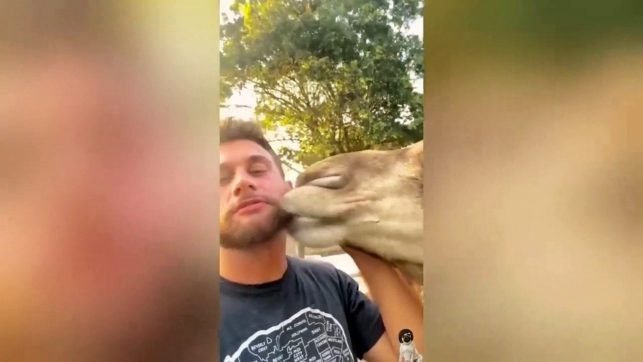 Ready to laugh  Funniest Animals Video - Best Cats  and Dogs Videos