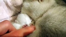 ♥️ 4 Days After Birth _ British Shorthair kitten _ Cuteness _ Video 2019