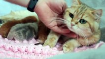 ✔️ British Shorthair Kittens 4 Days After Birth
