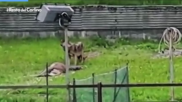 Belluno, lupo sbrana un cervo nel giardino di un hotel ad Auronzo di Cadore