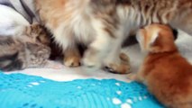 ❤️ 8 Days After Birth _ British Shorthair Kittens