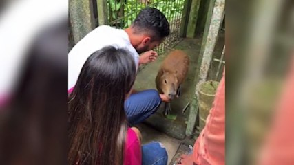Vídeo: Ribeirinho e Capivara Filó se reencontram após decisão judicial