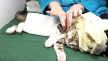 Cute Cat Gets a Massage (6)