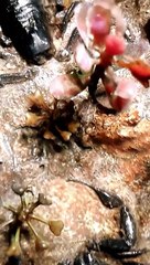 Le scorpion le 3ème animal le plus meurtrier sur terre