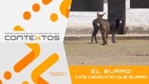 T4 Ep. 11 - El burro. Más mexicano que burro | Contextos, reportajes que revelan nuestra realidad