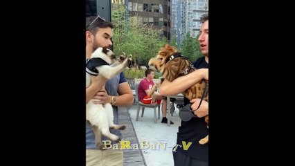 이제 모든 것을 고칠 것입니다!  고양이, 새끼 고양이, 개와 함께하는 재미있는 동영상!