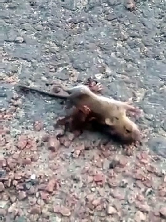 The bee is killing the mouse