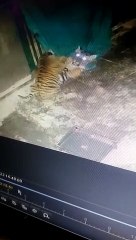 टी-114 के शावकों को रास आ रही बॉयोलोजिकल पार्क की आबोहवा