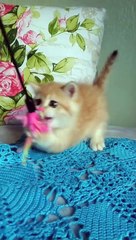 Barni British Shorthair ny12