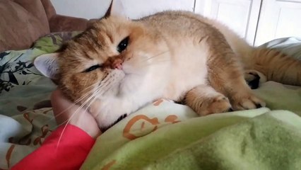 Big Cat William  _ Like a Teddy Bear _ Golden British Shorthair