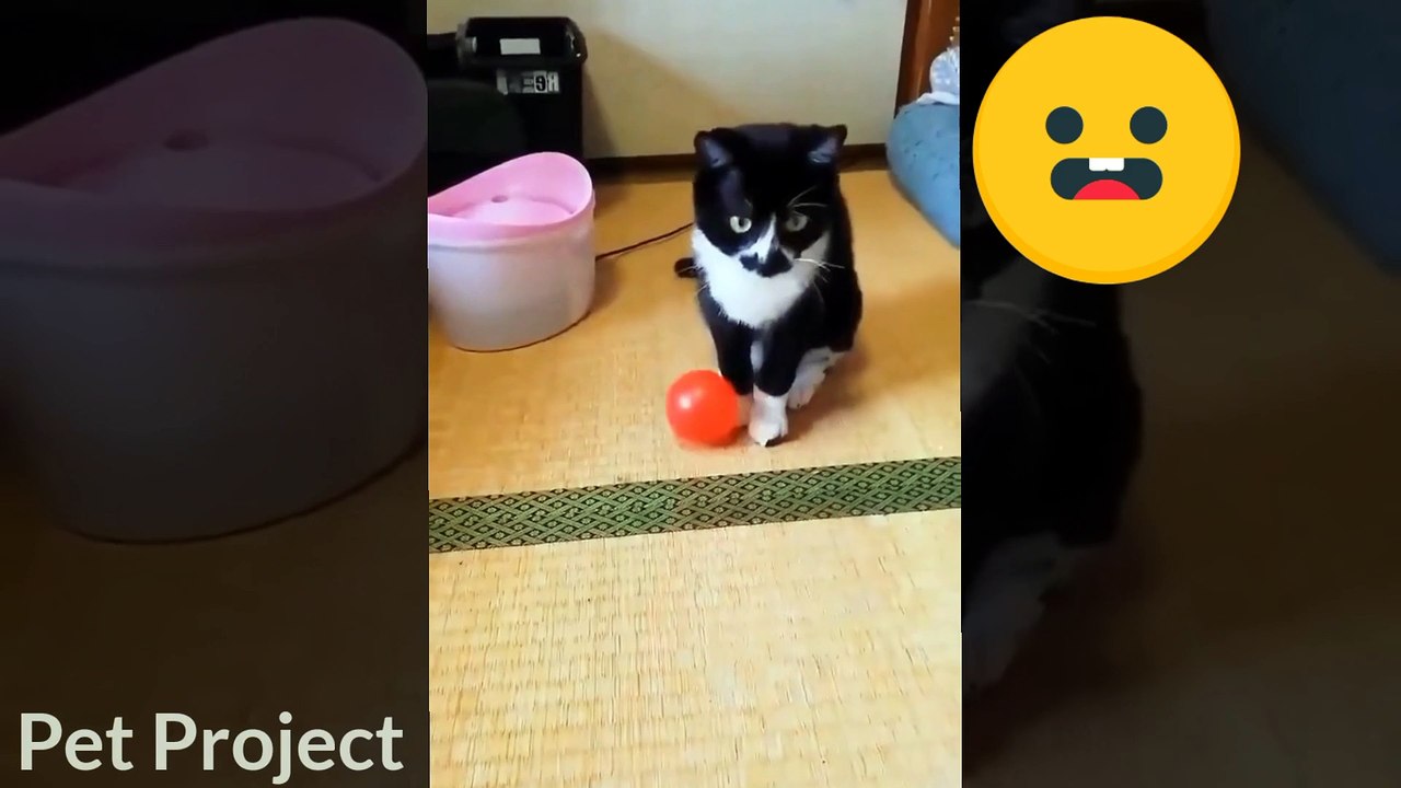 Cutest Funny Cat Videos 