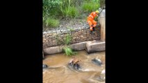 Bombeiros resgatam cachorro dentro de córrego em Congonhas (MG)