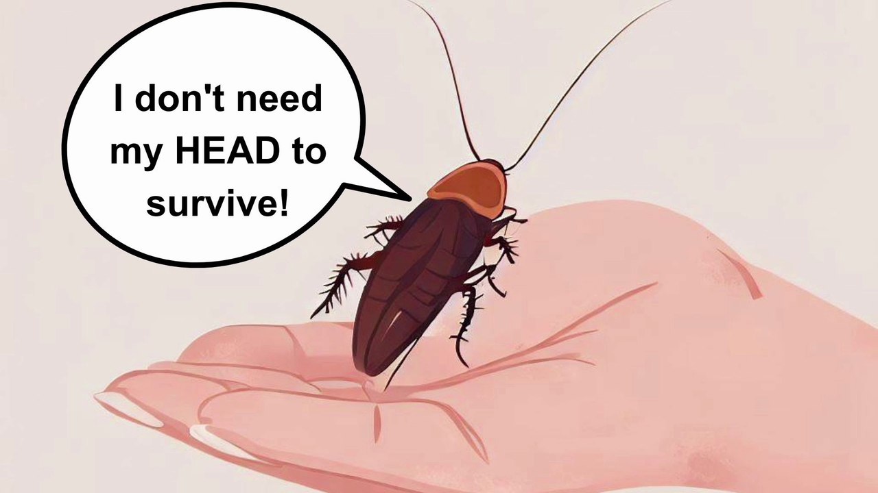 Cockroaches without heads: How long can they survive? - video Dailymotion