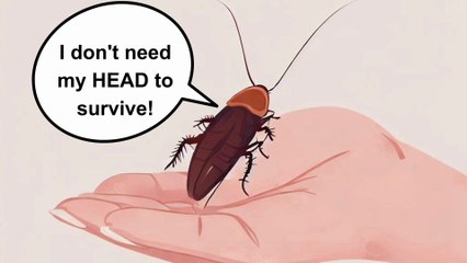 Cockroaches without heads: How long can they survive?