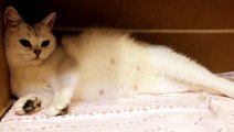 ✔️ My British Shorthair cat Gives Birth to kitten