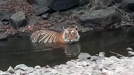 शक्ति ने किया सांभर का शिकार