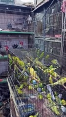 Birds market Part3 very low price