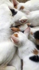 MOM CAT WHO LOVED AND BREASTFEEDING HER KITTEN