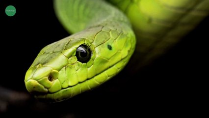 दुनिया के सबसे खतरनाक साँप | world's most dangerous snake  #snakes #factolege