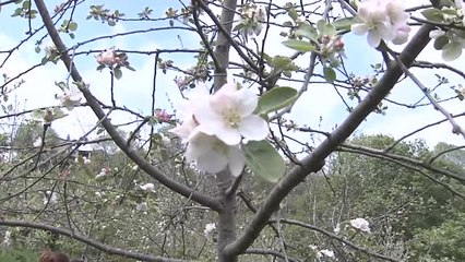 La floración de los manzanos en Asturias se convierte en un potente reclamo turístico