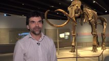 Una exposición en Madrid muestra al público el esqueleto real de un mamut de la Edad de Hielo