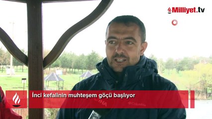 İnci kefalinin muhteşem göçü başlıyor