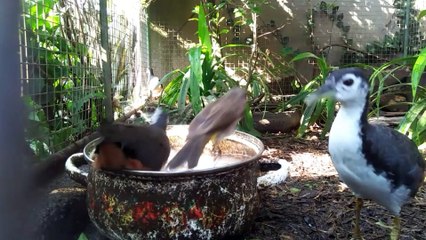 04. in the mini aviary the birds are enjoying the fresh water and taking a bath right away