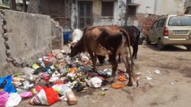 वीडियो--- भरतपुर में कूड़े के ढेर बने परेशानी, गंदगी से शहरवासी बेहाल