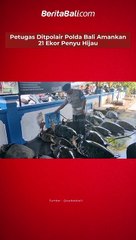 Petugas Ditpolair Polda Bali Amankan 21 Ekor Penyu Hijau untuk dijual dagingnya yang didatangkan dari Madura, Jawa Timur, Senin 01 Mei 2023.