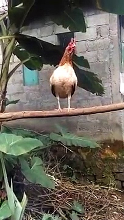 CHICKEN LAUGHING IN ACTION