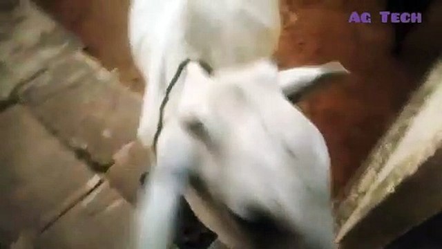 Cow Videos for Babies | Cow Video for Kids & Parenting | Cow Video with Mooing Sound