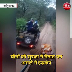 कूनो नेशनल पार्क में बाघ की एंट्री