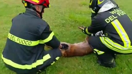 Sasso Marconi, capriolo liberato dai Vigili del Fuoco: il video