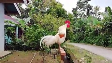 CHICKEN LAUGHING HA HA HA
