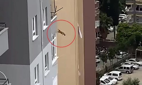 Ağır hasarlı binadan kurtarılmaya çalışılan kedi, 14’üncü kattan atladı